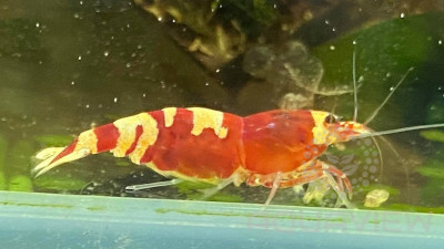 Nanashi Red shrimp